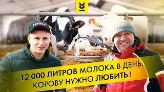 Dairy farm in Ukraine. A cow is a delicate animal, it needs to be loved and protected from birth