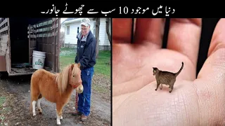 10 Most Tiny Animals In The World Urdu | دنیا میں موجود سب سے چھوٹے جانور | Haider Tv