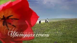 Красота цветущей степи