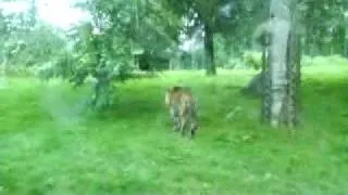 Tigers In Dublin Zoo