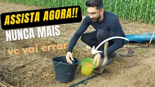 como plantar milho ( passo a passo)