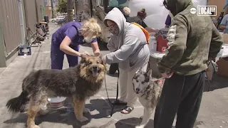 Helps for homeless pets  | Localish