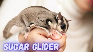 Sugar Glider | Sugar Glider Breeding | Sugar Glider Cages | How to Care Sugar Gliders | @PetsGrove