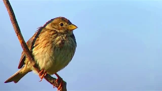 Corn Bunting (Emberiza calandra) - singing in tree @ Cambridge Clay Farm