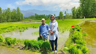 Paddy sowing in full swing in Kashmir