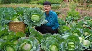 90 Days: Harvest vegetables, Sweet peppers, Forest tubers, Cauliflower, Go sell