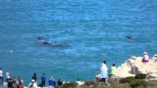 Land Based Whale Watching in Hermanus!