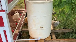 Gravity Fed Chicken Waterer