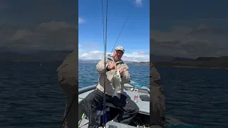 White bass fishing, Arizona ￼