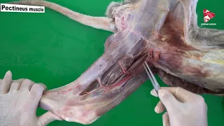 Muscles of the Hip Joint - Medial Muscles of the Thigh in the Dog