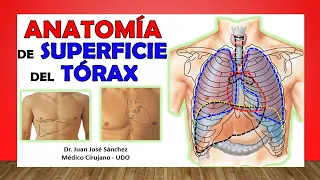 🥇 ANATOMÍA DE SUPERFICIE DEL TÓRAX. Proyección Externa de los Órganos