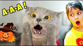 КОТЫ на ХЭЛЛОУИН! ЛУЧШИЙ НЕ ЗАСМЕЙСЯ ЧЕЛЛЕНДЖ! Funny Cats Halloween Попробуй не засмеяться Валеришка