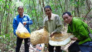 Go to the Jungle to Harvest Giant Wild Honey and Bring it to the Market to Sell | Family Farm