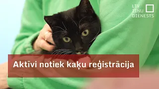 Aktīvi notiek kaķu reģistrācija