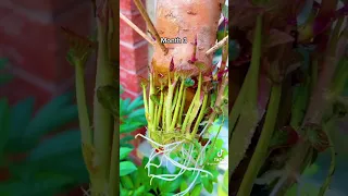 How to Grow Sweet Potato Plant 🍠  Easy DIY Fresh Vegetable Garden #shorts