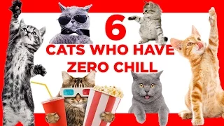 6 Epicly Funny Cat Fails | Epic Fail Compilation