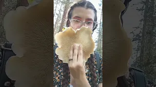 Leucopaxillus Giganteus #mushrooms #fungi #asmr #mycology #relaxing  #naturelovers