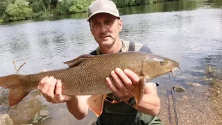 FANTASTIC CHUB AND BARBEL FISHING RIVER TRENT - VIDEO 57