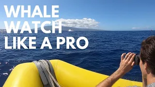 Whale Watching in Maui, Hawaii | Unbiased Review of 4 Whale Watching Tours