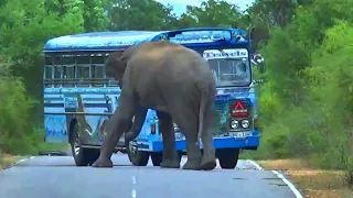 Unbelievable 70 Second Video : BUS DRIVER VS WILD ELEPHANT