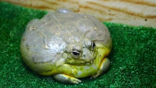 FUNNY FROG