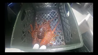 Lobster and Rockfish Combo fishing at Catalina Island on the Gailforce