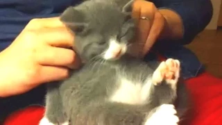 Funny Cats Enjoying Massage Compilation 2014 [NEW]