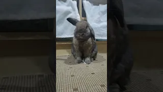 Bunny nose twitching and face cleaning