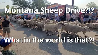 Montana Sheep Drive (Reed Point, MT)