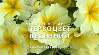 Первоцвет весенний. Алефиров А.Н.