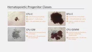 Hematopoietic Colony Enumeration and Identification: A Brief Overview