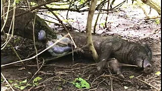 The helpless wild boar# was pounced upon by the Komodo dragon and eaten alive