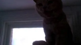 Cat milk 1.mp4