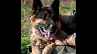 Давай Годэр давай! Немец проходит мостCome on Goder, come on! German shepherd crosses rickety bridge