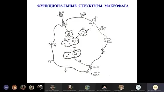 Иммунитет часть 2 | Микробиология