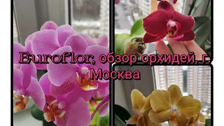 Обзор орхидей в Euroflor, м. Перово, г. Москва#обзор#орхидеи#цветы#красота#original