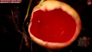Первые весенние съедобные грибы саркосцифы и дрожалки