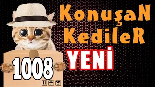 Konuşan Kediler 1008 - En Komik Kedi Videoları - Yeni Bölüm