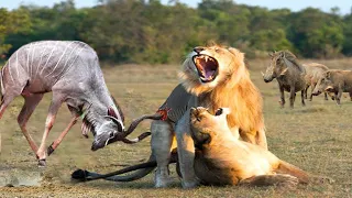 The Super Oryx is Fighting Back Madly And Take Down The Lion to Escape
