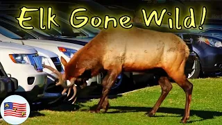 Crazy Elk Ramming Cars + Night Fight @ Mammoth Springs - Yellowstone Gone Wild! Warning to Visitors!