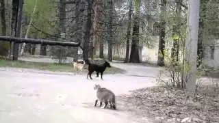 Кошки против собак  Приколы с животными
