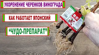 🍇 НВ-101. Японский чудо препарат. Корни на черенках винограда прут просто на нюх...