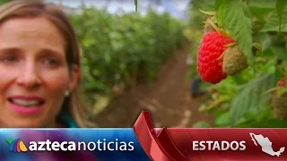 Así son los cultivos de frambuesas en Sayula