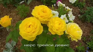 РОЗЫ желтые в моем саду .Сорта указаны, краткое описание под видео #розы #розыжелтые