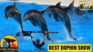 Dolphin Show at Loro Parque Tenerife| Best Dolphin Show at Loro Park Spain #Dolphinshow