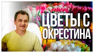 Цветы с Окрестина | Любовь сильнее насилия!