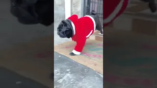 Funny and Cute Pug Puppy Videos That Will Change Your Mood For Good in 2023 #subscribe #pug #viral