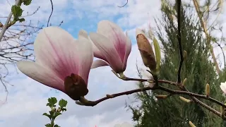 " Летучий Голландец" Мираж❤️