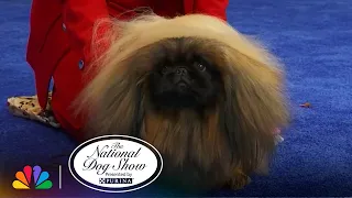 Toy Group | The National Dog Show Presented by Purina | NBC