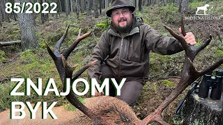 SUDECKA OSTOJA 85/2022 Forest Stag | Hunting Deer in Polish Forests